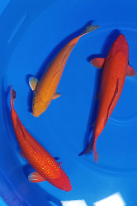 CAR-202603-154-POLOS-PAKET-3-EKOR-50-55CM-OGATAFARM