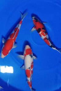 CAR-202603-155-GOSANKE-PAKET-3-EKOR-48-50CM-OGATAFARM