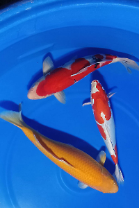 CAR-202603-156-MIX-PAKET-3-EKOR-48-52CM-OGATAFARM