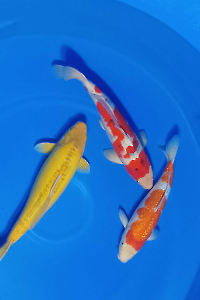 CAR-202603-157-MIX-PAKET-3-EKOR-48-52CM-OGATAFARM