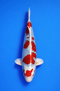 CAR-202603-159-KUJAKU-65CM-FEMALE-OGATAFARM