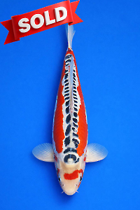 CAR-202603-160-SHUSUI-58CM-FEMALE-OGATAFARM