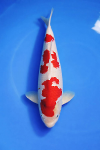 CAR-202603-161-KOHAKU-61CM-FEMALE-OGATAFARM