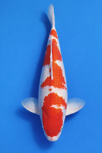 CAR-202603-162-KOHAKU-53CM-FEMALE-MOMOTAROFARM