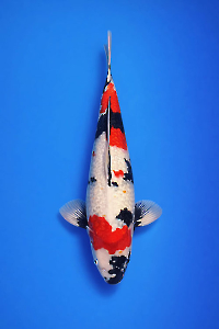 CAR-202603-163-GINRINSHOWA-57CM-MALE-OGATAFARM