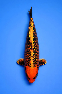 CAR-202603-164-KINMATSUBA-53CM-FEMALE-OGATAFARM