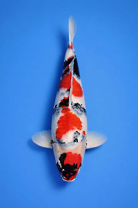 CAR-202603-165-SHOWA-54CM-FEMALE-OGATAFARM