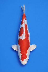 CAR-202603-166-KIKUSUI-50CM-MALE-OGATAFARM'