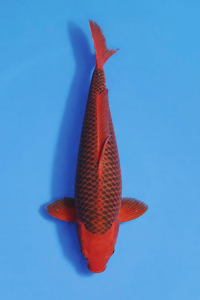 CAR-202603-167-AKAMATSUBA-52CM-FEMALE-OGATAFARM