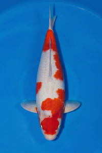 CAR-202603-168-KOHAKU-55CM-FEMALE-OGATAFARM