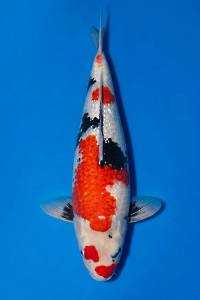 CAR-202603-170-GINRINSHOWA-55CM-FEMALE-OGATAFARM