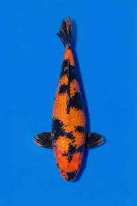 CAR-202603-172-KAGEHIUTSURI-58CM-FEMALE-SINODAFARM