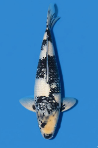 CAR-202604-173-GINRINSHIRO-51CM-FEMALE-OGATAFARM