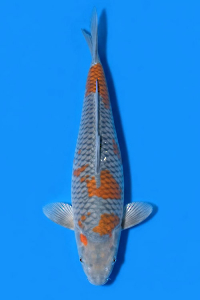 CAR-202604-174-OCHIBA-45CM-FEMALE-OGATAFARM