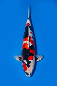 CAR-202604-175-DUITSUSHOWA-50CM-MALE-OGATAFARM