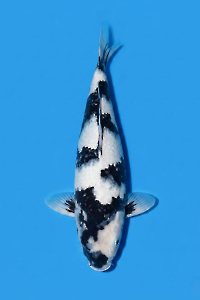 CAR-202604-176-SHIRO-47CM-FEMALE-OGATAFARM