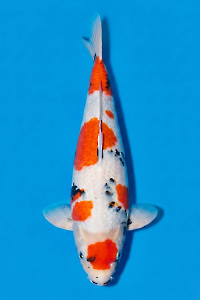 CAR-202604-177-SHOWA-59CM-MALE-OGATAFARM