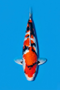 CAR-202604-179-SHOWA-45CM-MALE-OGATAFARM