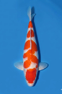 CAR-202604-180-KOHAKU-60CM-MALE-MOMOTARO-FARM