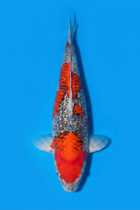 CAR-202605-181-GINRINGOSIKI-57CM-FEMALE-MOMOTARO-FARM