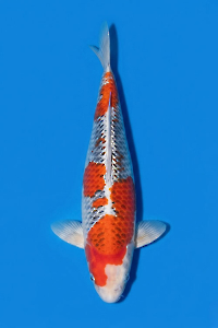 CAR-202605-182-KUJAKU-58CM-FEMALE-MOMOTARO-FARM