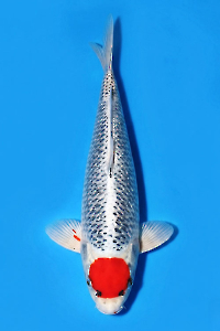 CAR-202605-184-TANCOKUJAKU-45CM-FEMALE-KANEKO-FARM
