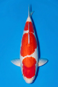 CAR-202605-185-KOHAKU-72CM-FEMALE-MOMOTARO-FARM