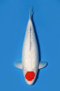 CAR-202605-186-TANCOGINRIN-58CM-FEMALE-OGATAFARM