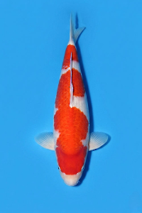CAR-202605-187-KOHAKU-77CM-FEMALE-OGATAFARM