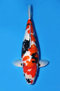 CAR-202605-188-GINRINSHOWA-72CM-FEMALE-OGATAFARM