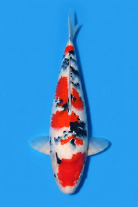 CAR-202605-189-SANKE-53CM-FEMALE-OGATAFARM