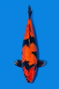CAR-202605-190-HIUTSURI-49CM-FEMALE-SINODAFARM