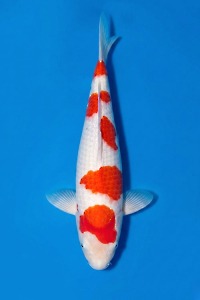 CAR-202605-191-KOHAKU-49CM-MALE-OGATAFARM