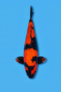 CAR-202605-192-HIUTSURI-45CM-FEMALE-SINODAFARM