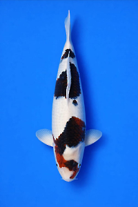 CAR-202605-194-KOROMO-63CM-FEMALE-OGATAFARM