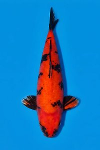 CAR-202605-195-HIUTSURI-45CM-MALE-SINODAFARM