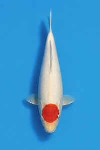 CAR-202605-196-TANCHO-27CM-OGATAFARM