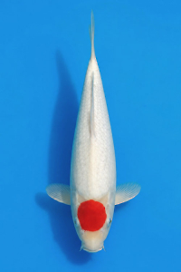 CAR-202605-197-TANCHO-31CM-OGATAFARM