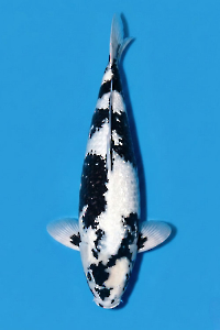 CAR-202605-198-GINRINSHIRO-52CM-MALE-OGATAFARM