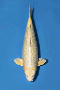 CAR-202605-200-MUKASI-52CM-MALE-OGATAFARM