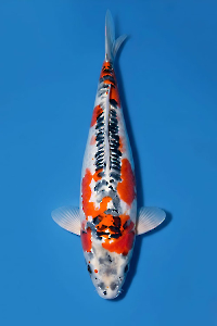 CAR-202605-201-DUITSU-KUJAKU-57CM-FEMALE-OGATAFARM