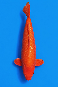 CAR-202605-203-GINRIN-ORANGGI-65CM-FEMALE-OGATAFARM