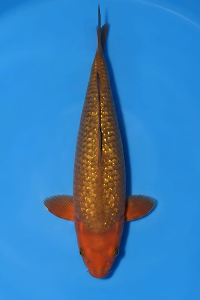 CAR-202605-204-GINRIN-CAGOI-60CM-FEMALE-OGATAFARM