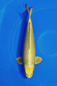 CAR-202605-205-MUKASI-59CM-MALE-OGATAFARM