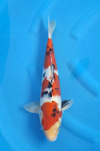 OCG-202511-17-SANKE--41CM-MALE-FARM OGATA