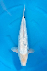 OCG-202511-18-G-HAJIRO--52CM-FEMALE-FARM OGATA