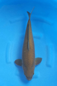 OCG-202511-19-CHAGOI--51CM-MALE-FARM OGATA