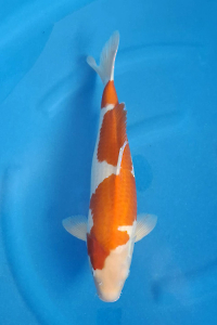 OCG-202511-20-KOHAKU--49CM-FEMALE-FARM OGATA