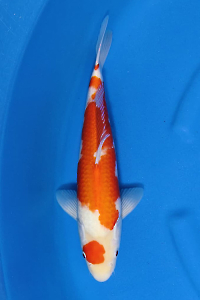 OCS-202509-02-KOHAKU-38CM-M-GENJIRO