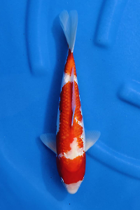 OCS-202509-04-GINRIN-KOHAKU-35CM-M-GENJIRO